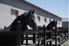 第十二届全国少数民族传统体育运动会马上项目将于7月8日在新疆昭苏举行(图3) 第十二届全国少数民族传统体育运动会马上项目将于7月8日在新疆昭苏举行(图3)