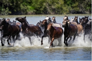 第十二届全国少数民族传统体育运动会马上项目将于7月8日在新疆昭苏举行(图5) 第十二届全国少数民族传统体育运动会马上项目将于7月8日在新疆昭苏举行(图5)
